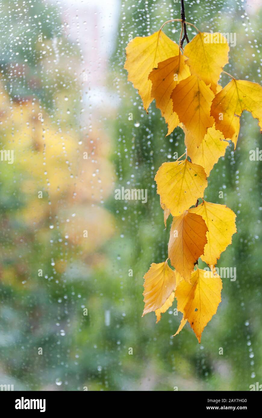 Rama de abedul con hojas amarillas Foto de stock