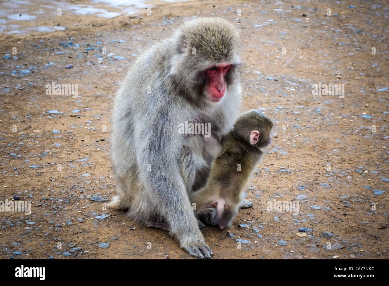 macaco japonés o mono de nieve con bebé 6965989 Foto de stock en Vecteezy