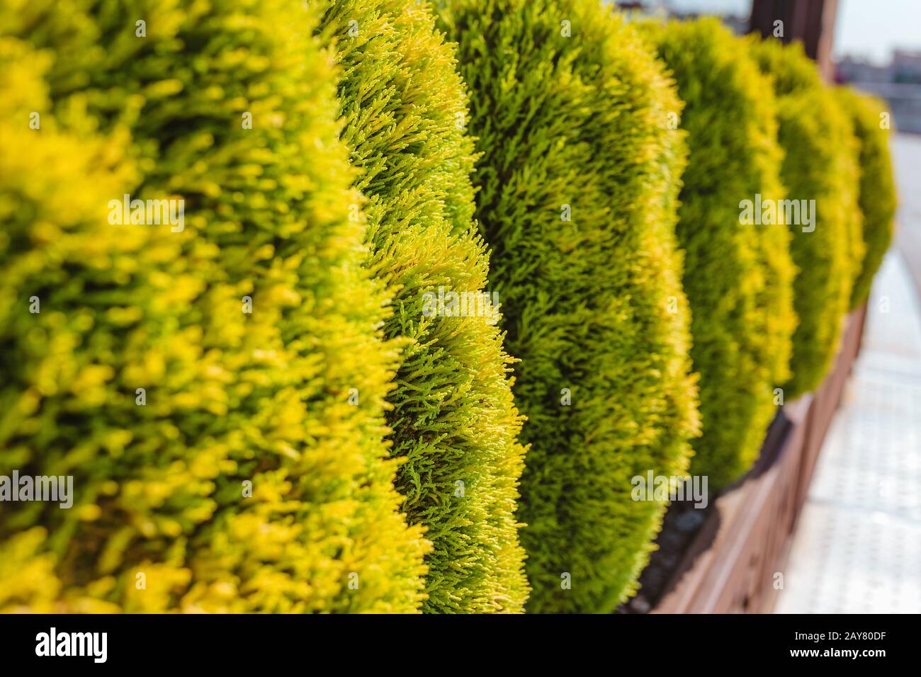 ciprés como valla decorativa en el jardín Fotografía de stock - Alamy