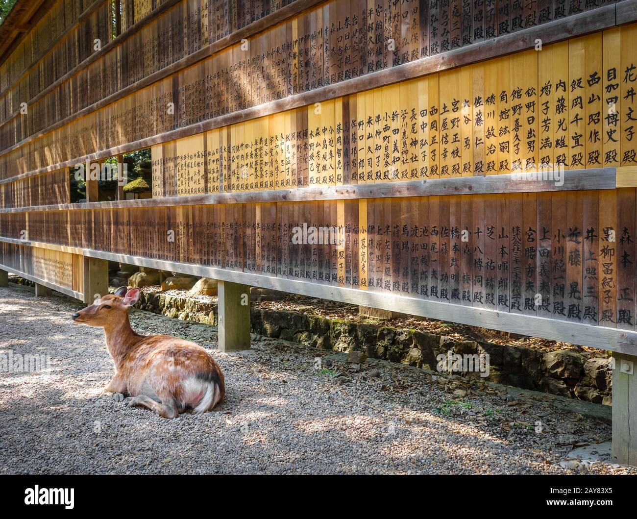 Ciervos en frente de tabletas de madera, Nara, Japón Foto de stock