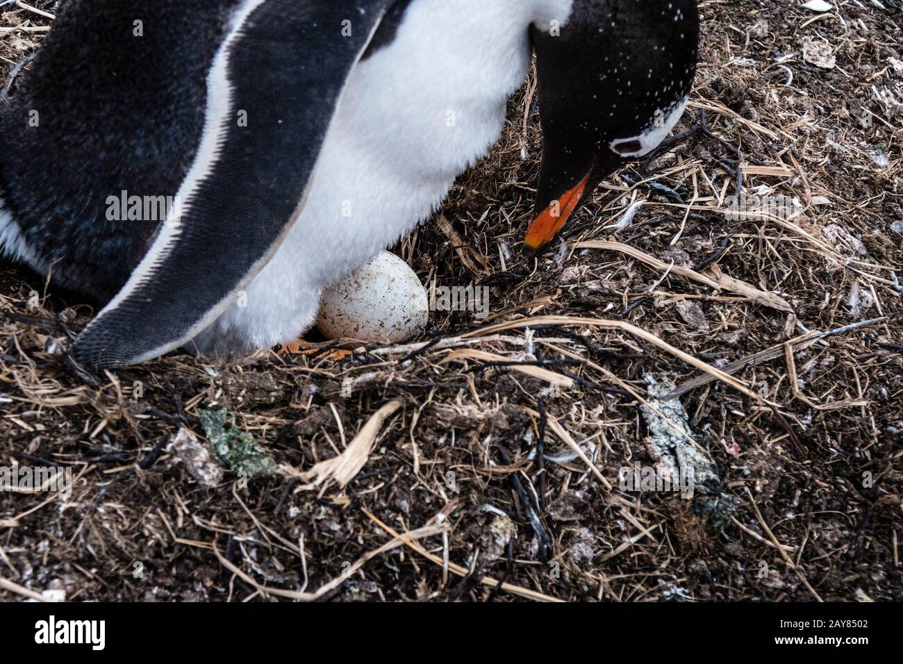 Pingüino Gentoo, Pygoscelis papua, comprobando el huevo en su nido, sea Lion Island, en las Islas Malvinas, Océano Atlántico Sur Foto de stock