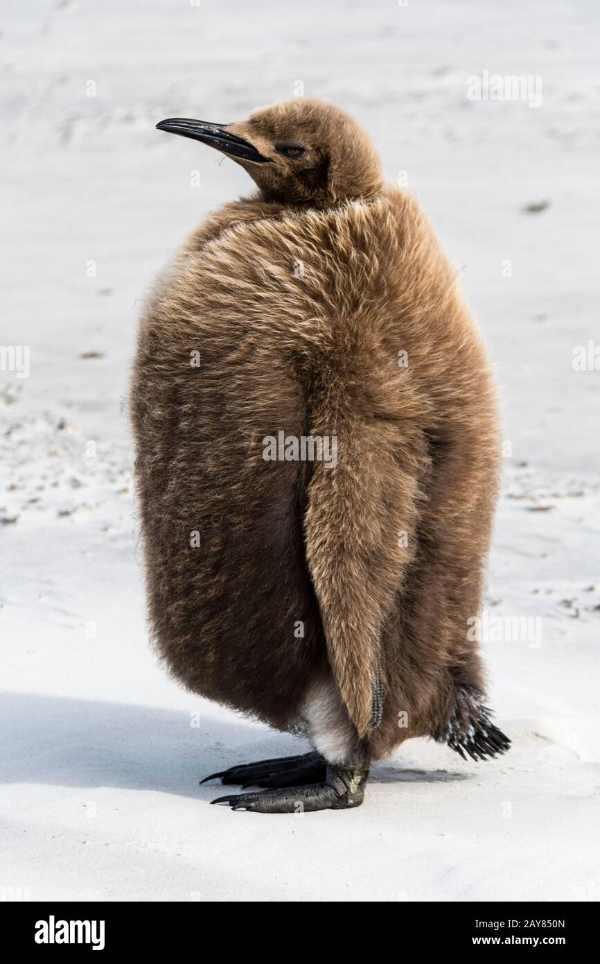 Chick, pingüino rey aptenodytes patagonicus, marrón con plumas en el cuello, la Isla Saunders, Islas Malvinas, Territorio británico de ultramar Foto de stock
