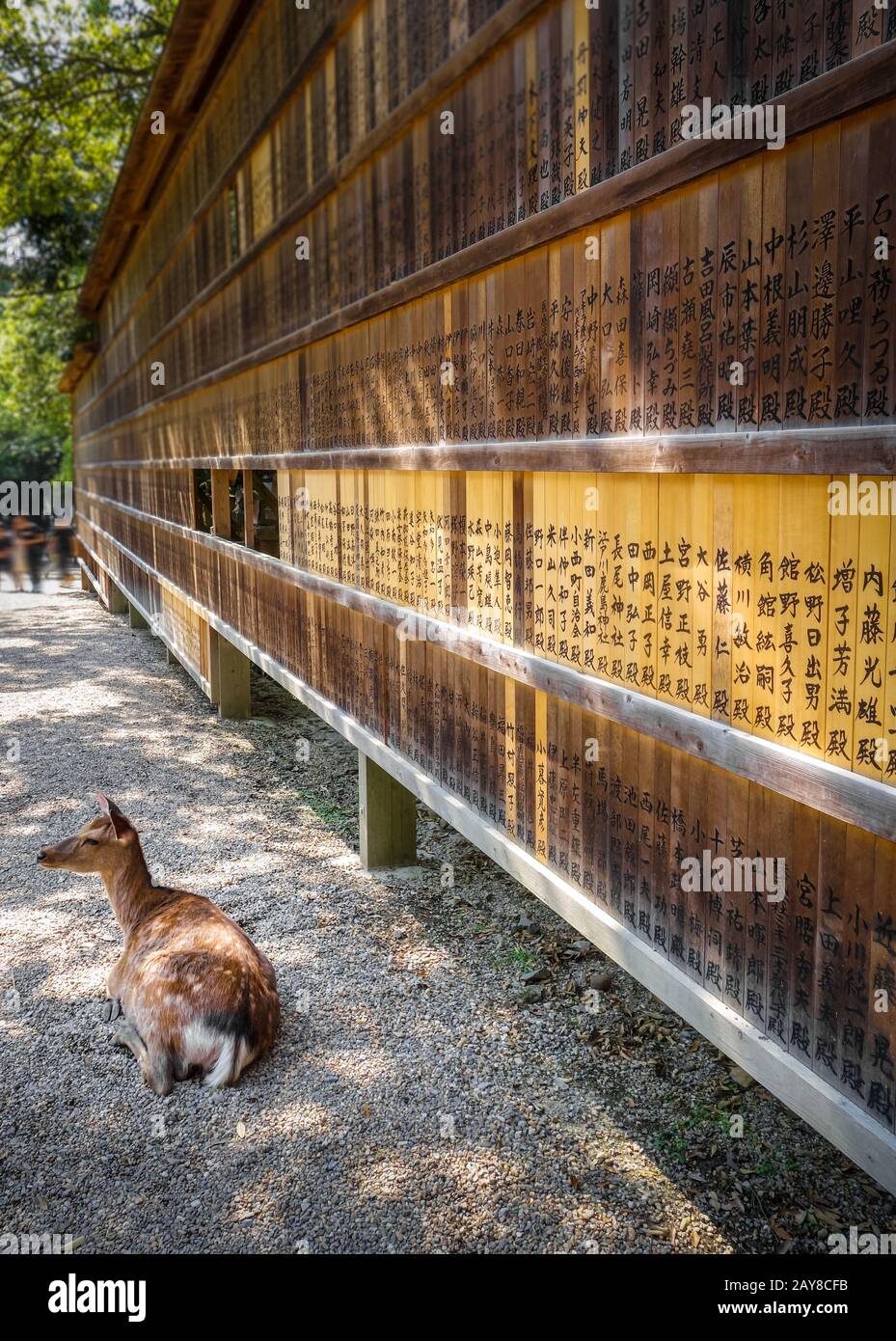 Ciervos en frente de tabletas de madera, Nara, Japón Foto de stock