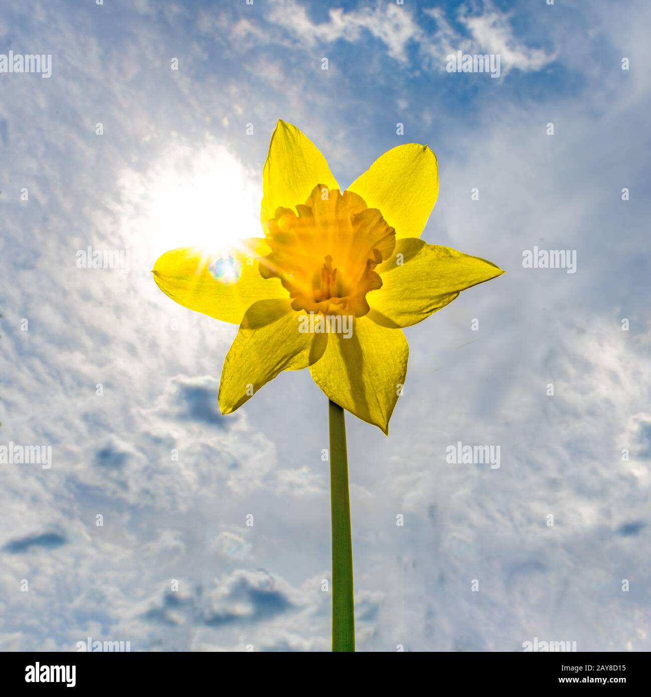 Narciso amarillo en contraluz directo contra el sol con cielo nublado Foto de stock