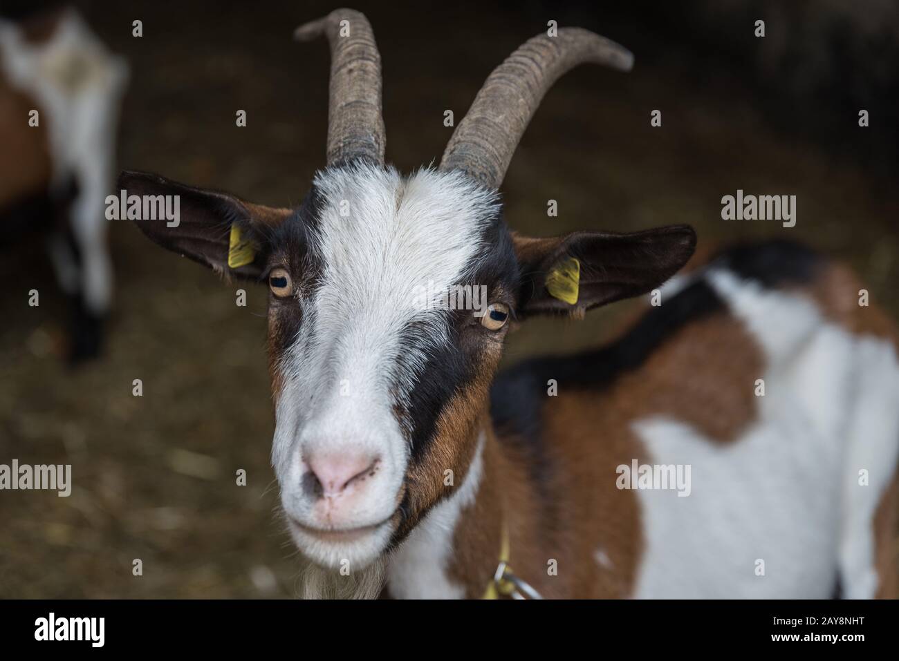 Goat mira curiosamente en la cámara: Primer plano retrato animal Foto de stock