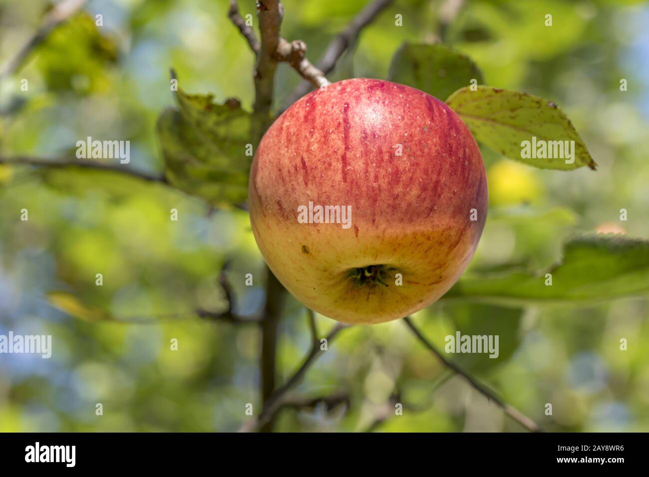 Manzana madura cuelga en un árbol iluminado con fondo borroso