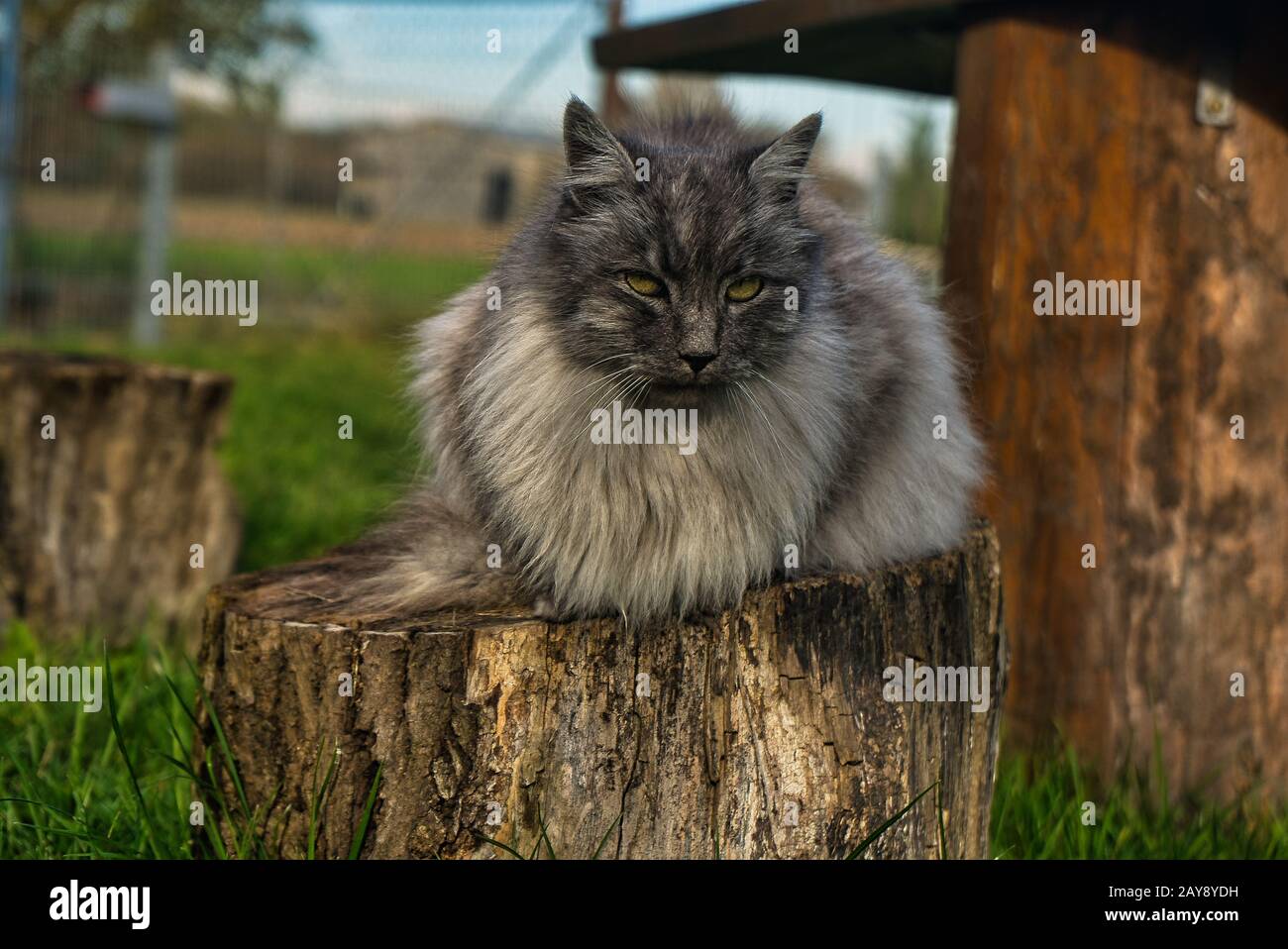 Un gato angora turco gris con ojos verdes Fotografía de stock - Alamy