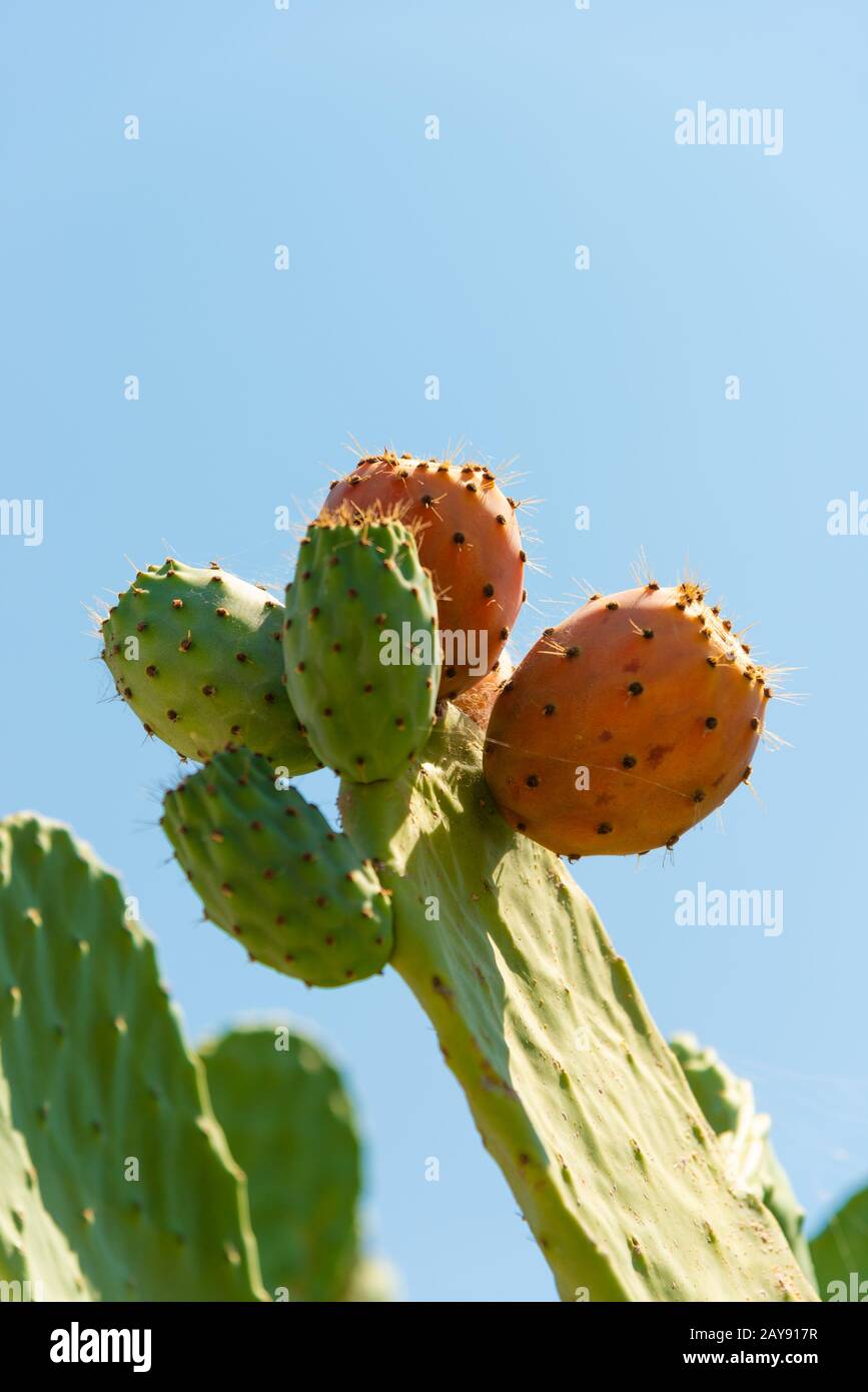 Planta de pera espinosa con higo de cactus madurado. Planta de cactus Opuntia o ficusindica con