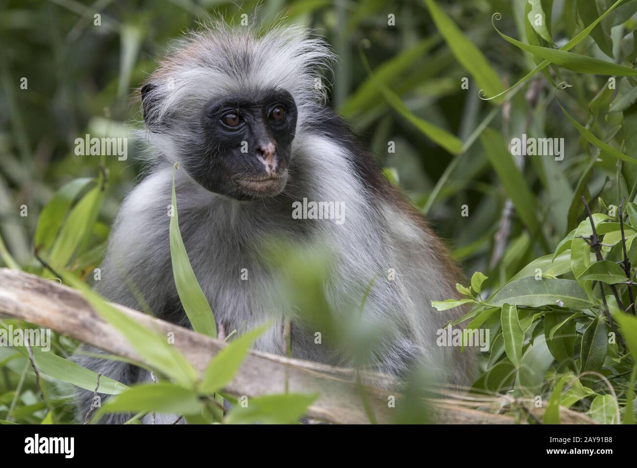 Retrato de un colobús rojo que se encuentra entre ramas y hierba en un bosque protegido Foto de stock