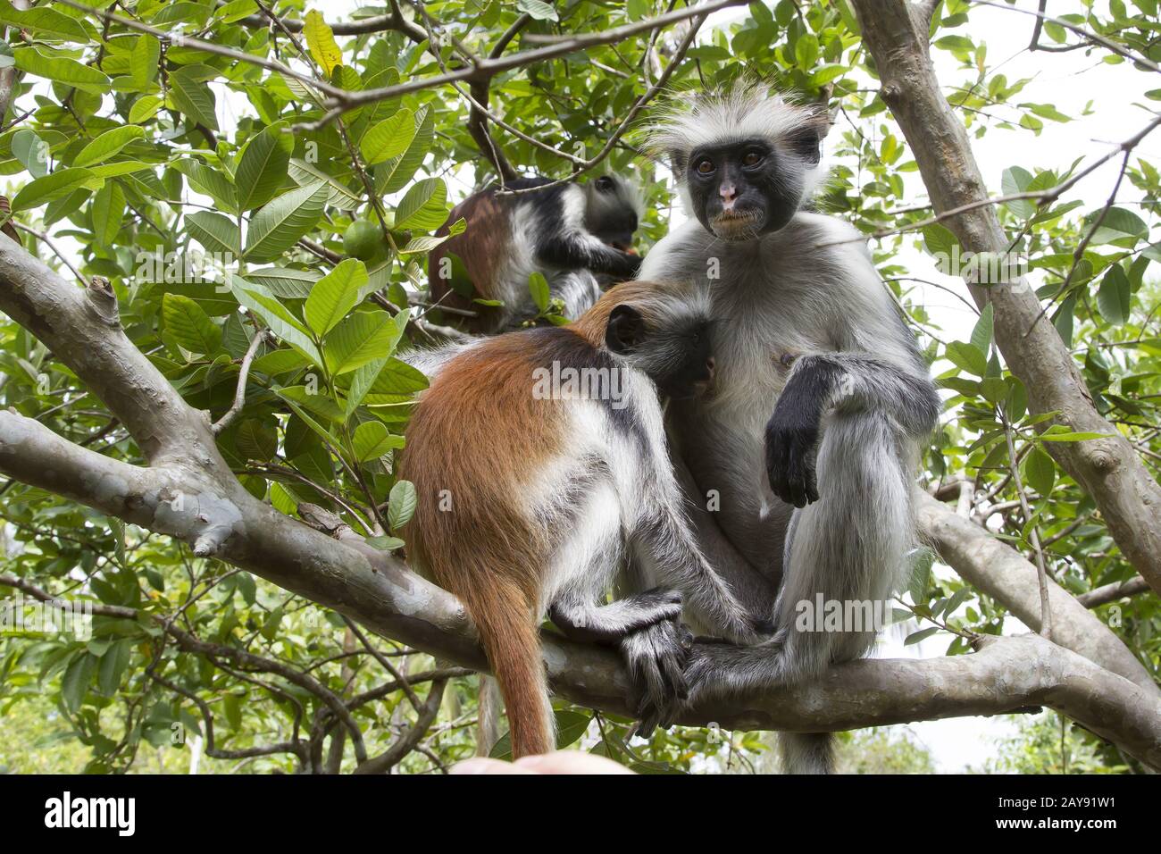 Colobo rojo hembra que se sienta en una rama de un árbol alimenta el cub Foto de stock