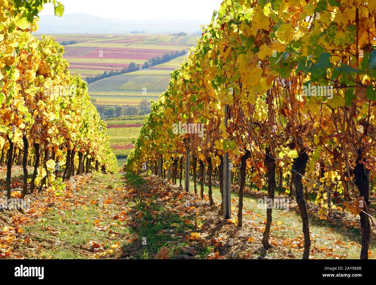 región vinícola, vid, vino, otoño Foto de stock
