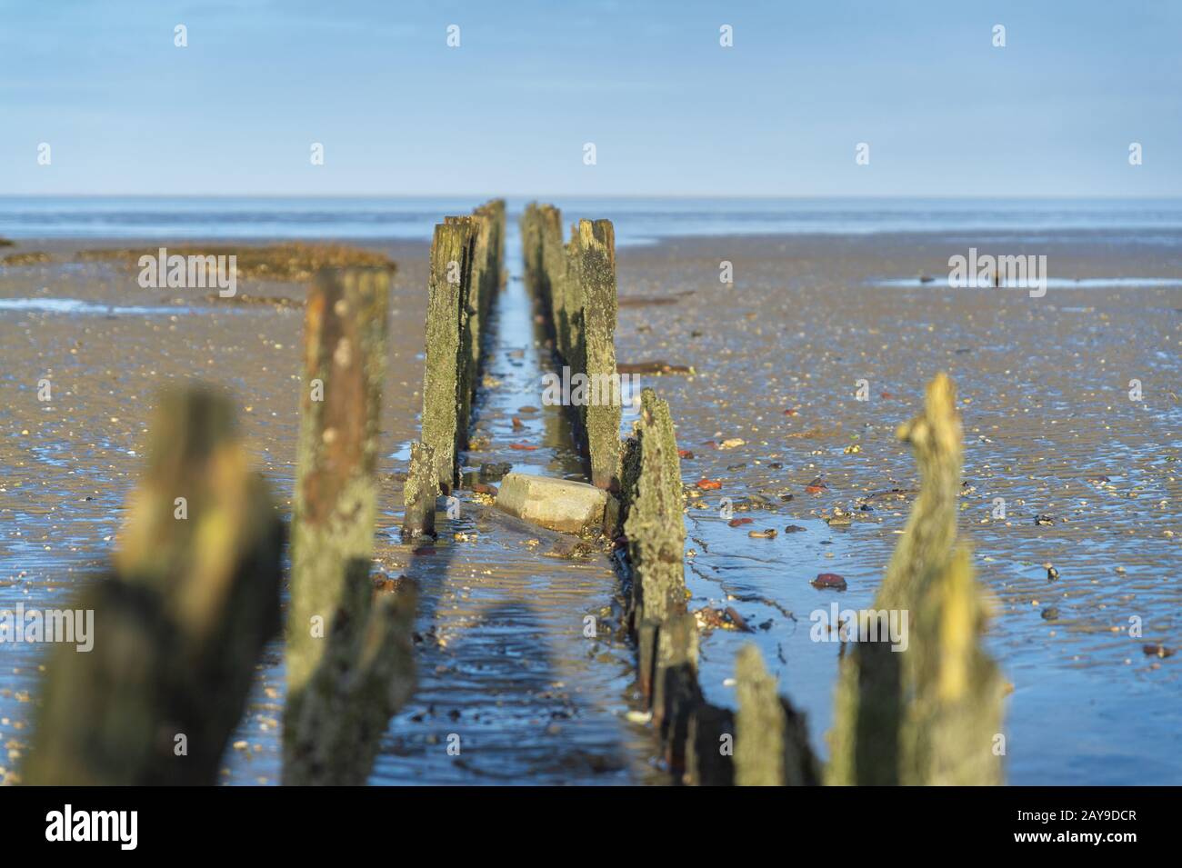 Una hilera de postes de madera en la playa del Mar del Norte. Foto de stock