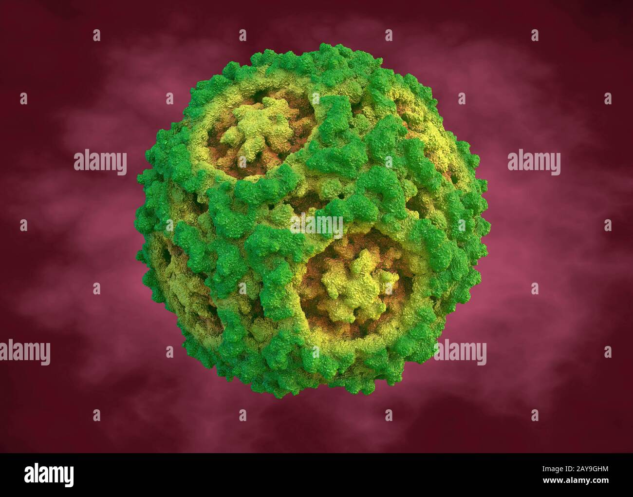 Parvovirus canino, ilustración Fotografía de stock Alamy