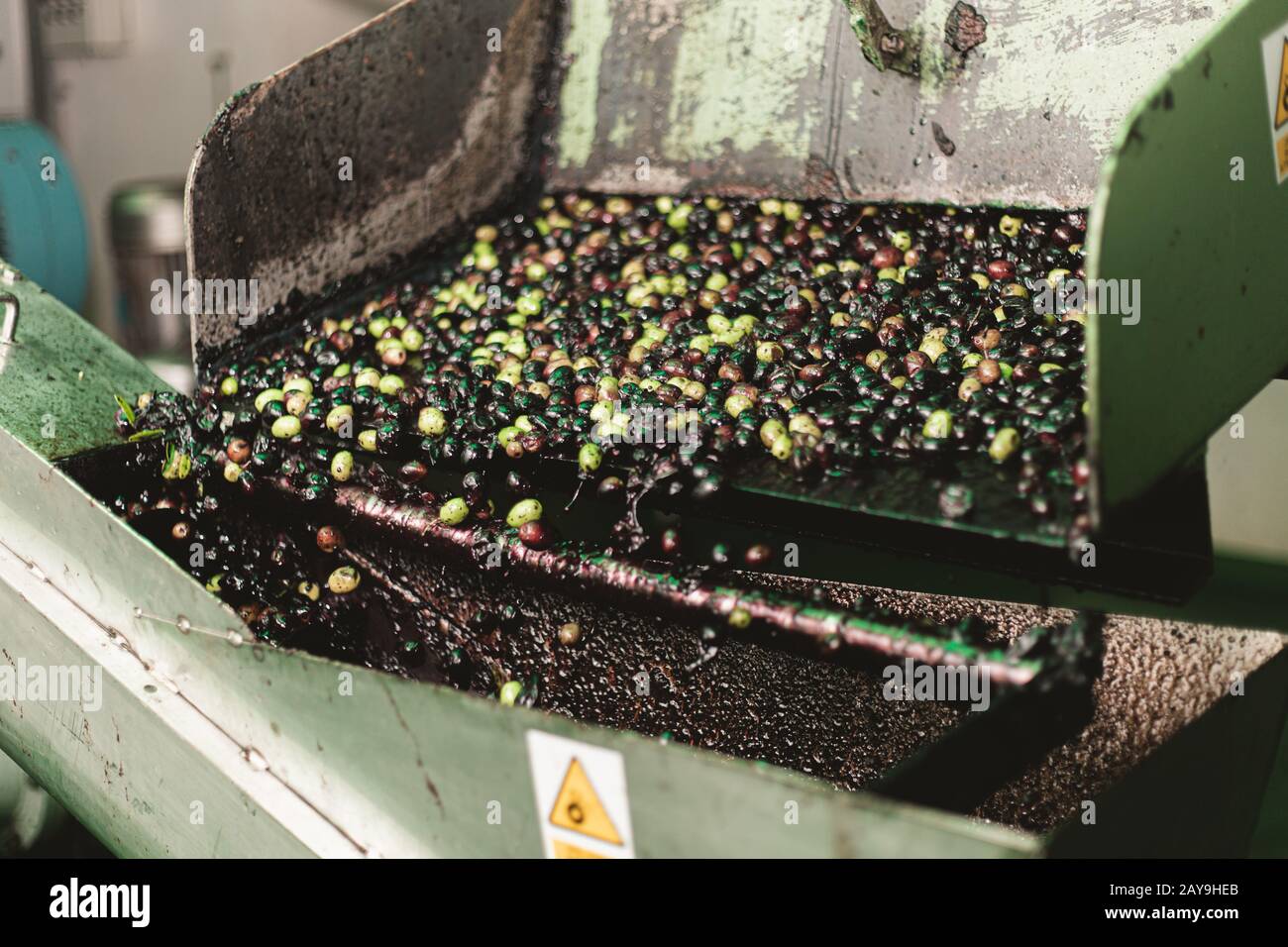 las aceitunas de una cinta transportadora caen en una lavadora Foto de stock