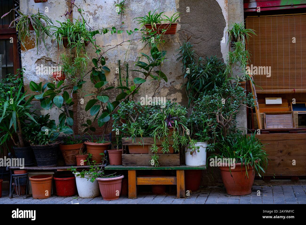 Fachada de una casa llena de plantas y flores. Concepto de jardinería en casa. Foto de stock