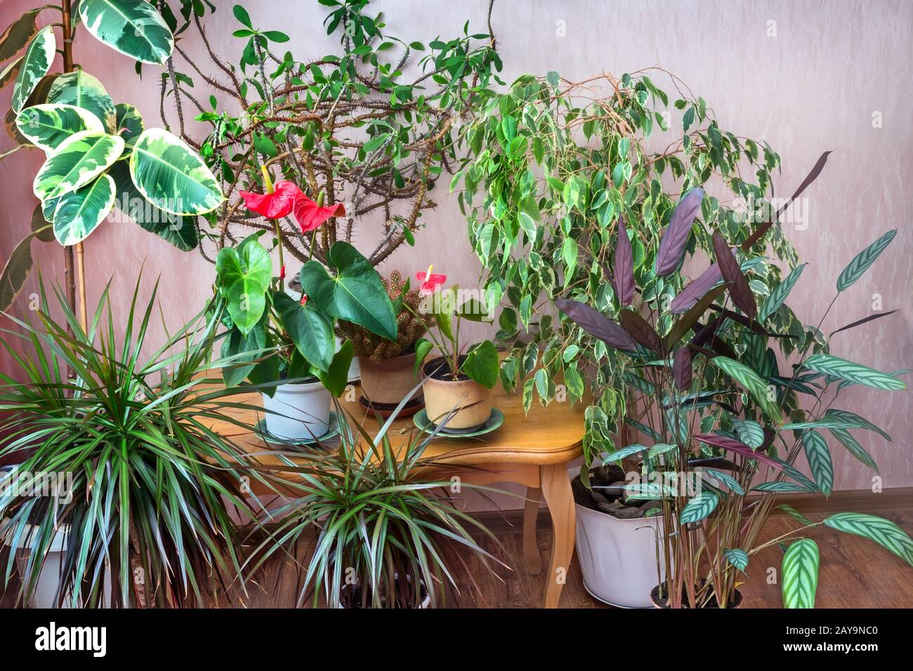 Una variedad de plantas en macetas en la casa. Foto de stock