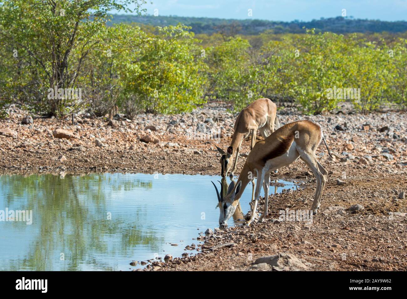 Un springbok (Antidorcas marsupialis) y un impala de cara negra (Aepyceros melampus petersi) beben en un pozo de agua en la reserva de caza de Ongava Foto de stock