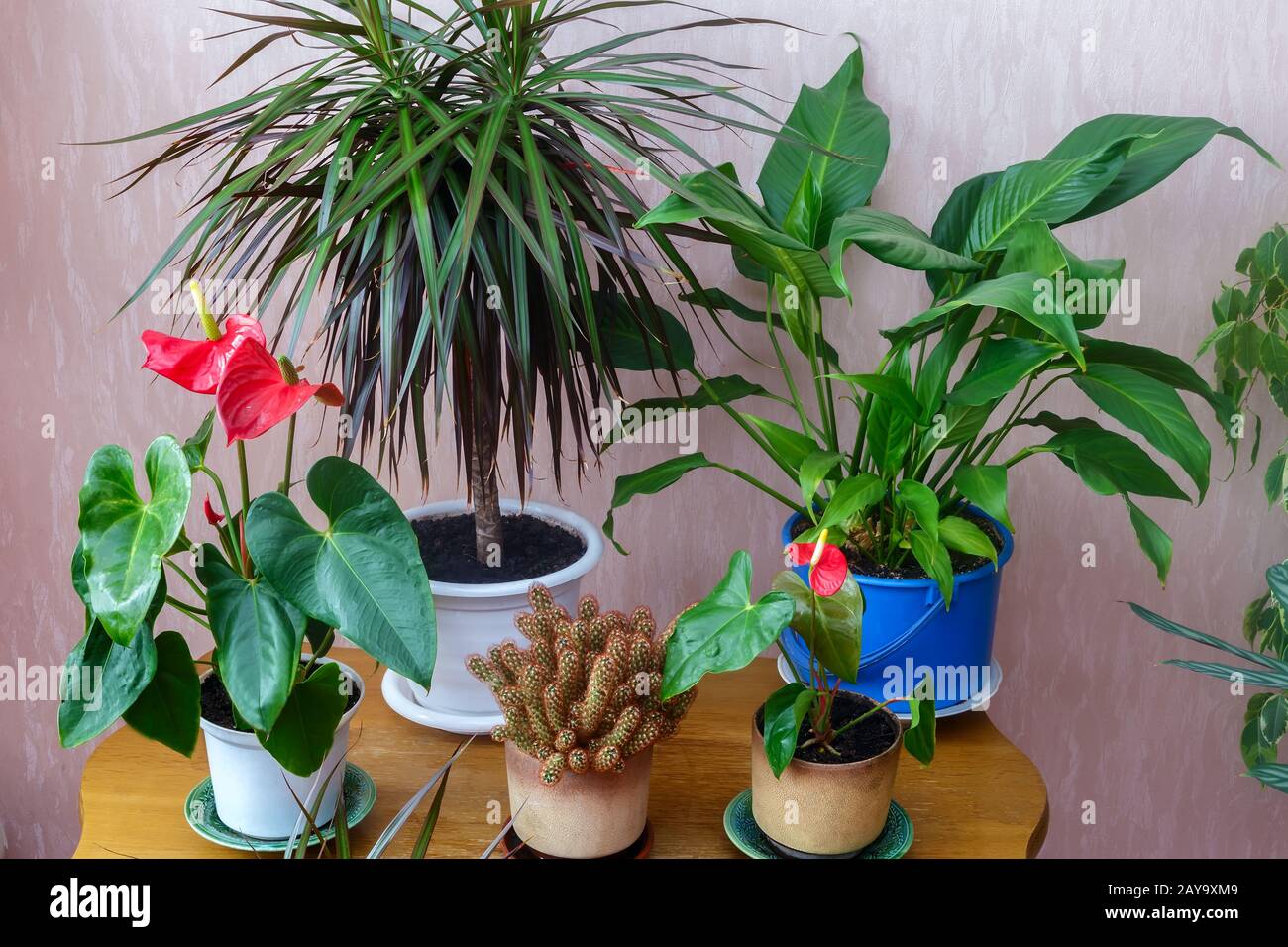 Una variedad de plantas en macetas en la casa. Foto de stock