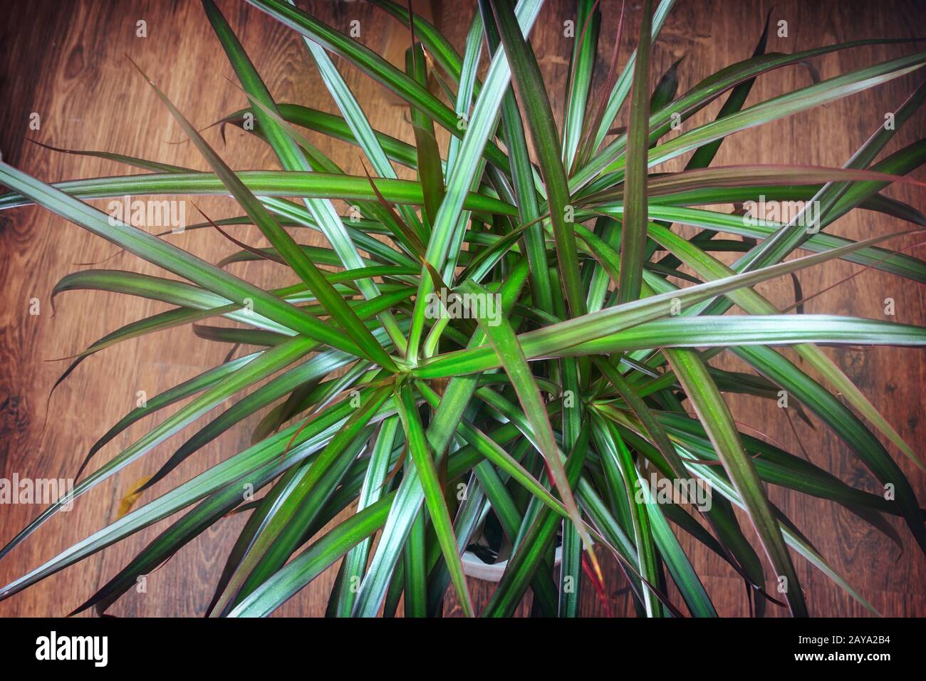 Planta ornamental de interior fotografías e imágenes de alta resolución -  Alamy