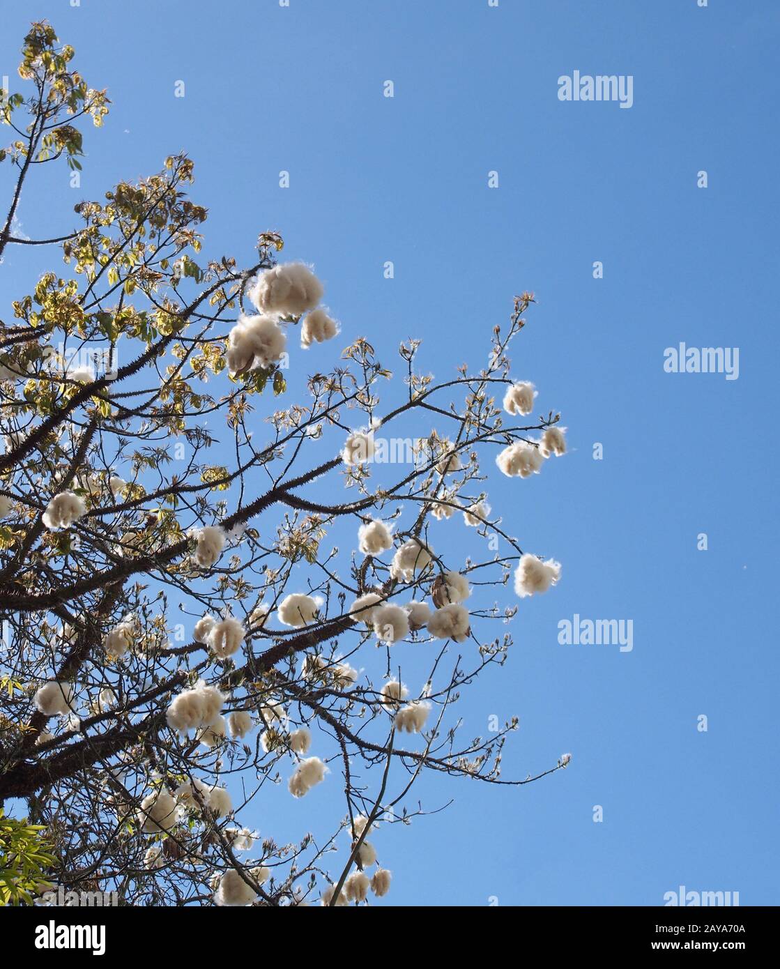 ramas del árbol de algodón o kapok java con bolas de semillas blancas y  esponjosas contra un cielo azul nublado y brillante Fotografía de stock -  Alamy