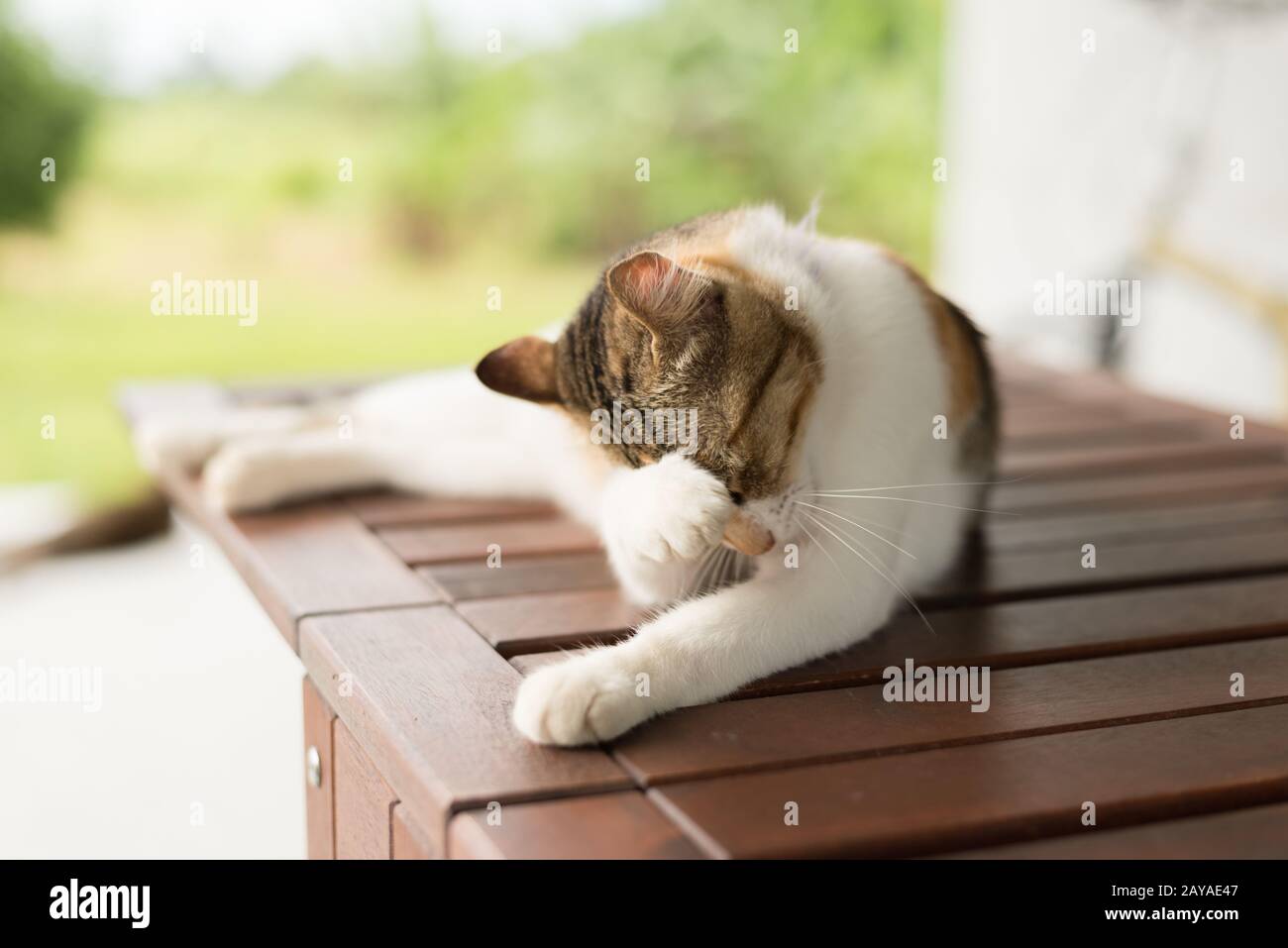 pica y lava el gato Fotografía de stock - Alamy