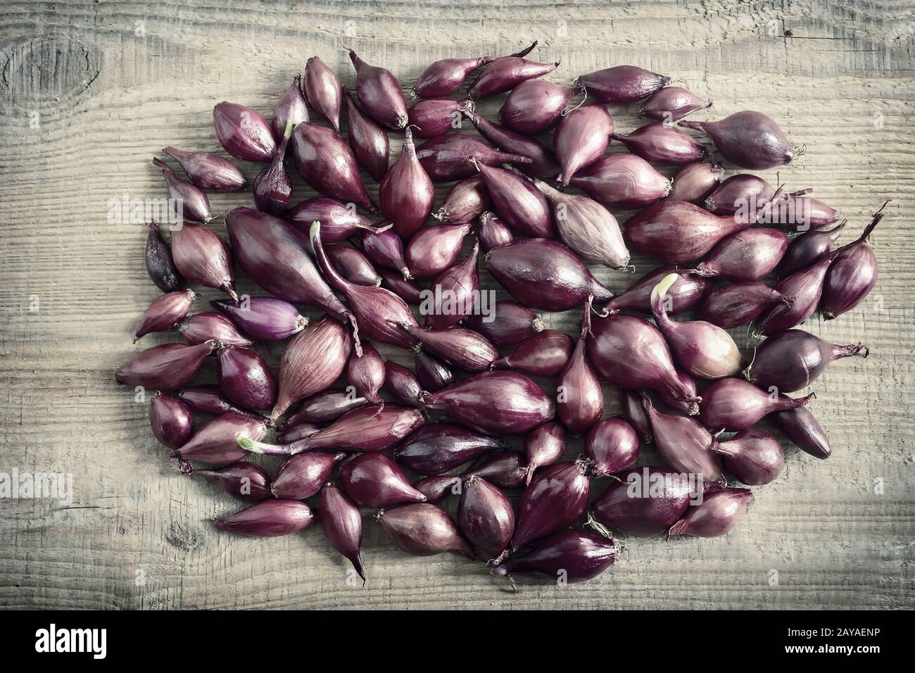 Cebolla Morada fija para sembrar en el suelo Fotografía de stock Alamy