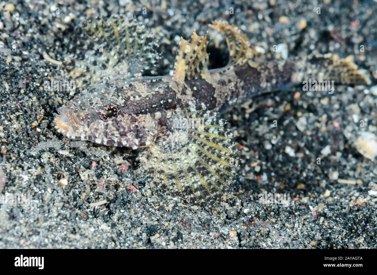 Gobí de cabeza plana con banda, Callogobius hasseltii, Estrecho de Lembeh, Sulawesi del Norte, Indonesia, Pacífico Foto de stock