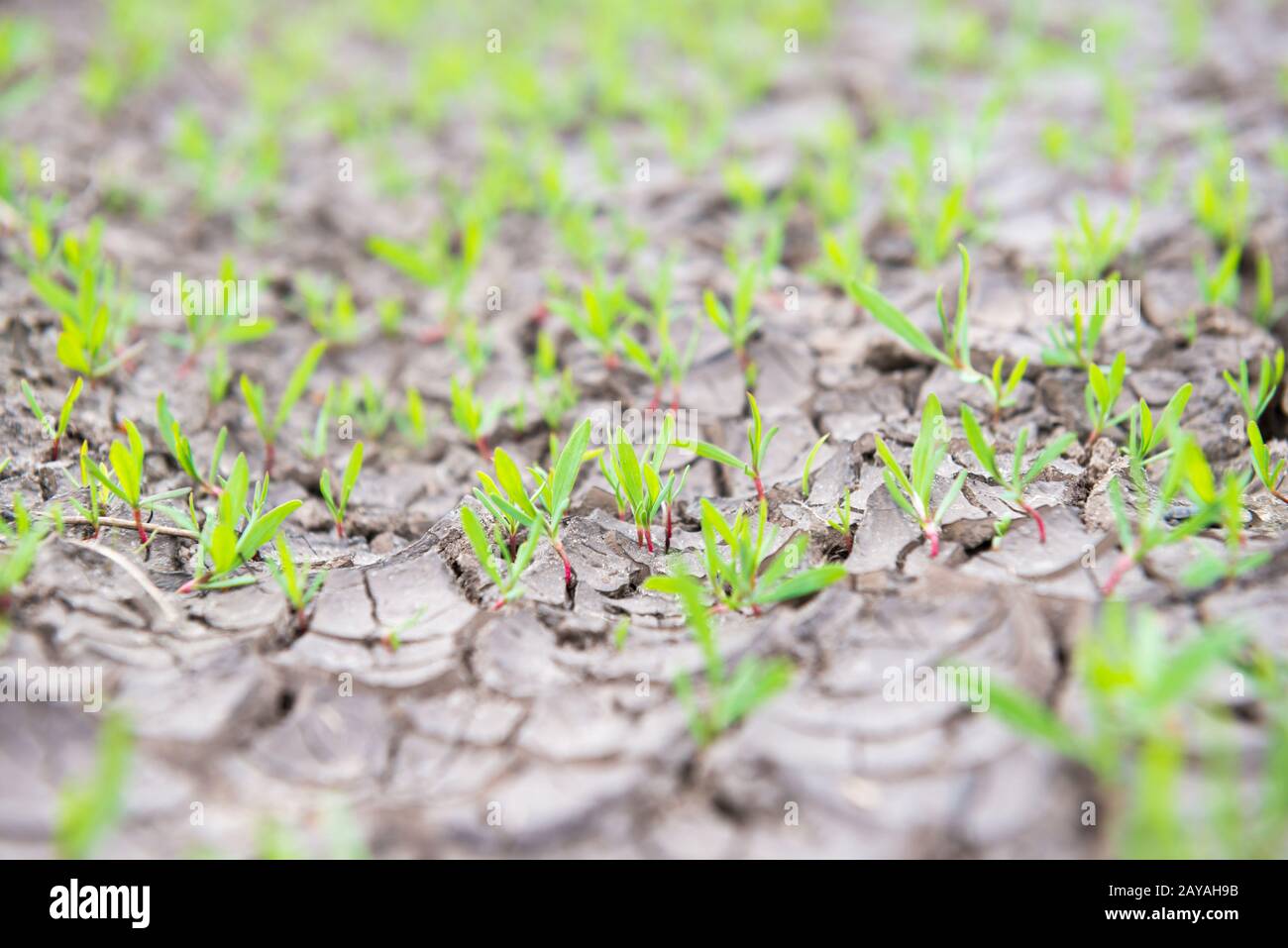 Pequeña planta sin hojas solitaria muerta que crece en tierra seca árida  agrietada bajo el sol abrasador Fotografía de stock - Alamy