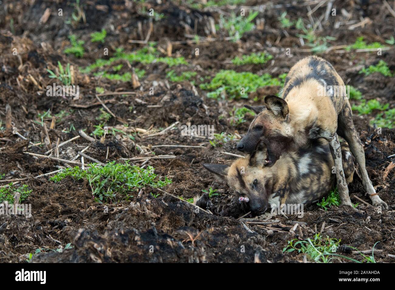 El perro salvaje africano macho alfa (Lycaon pictus), un animal en peligro extinción, cortejando y apareándose con el perro hembra alfa, en la concesión de Jao, vida silvestre Fotografía stock -