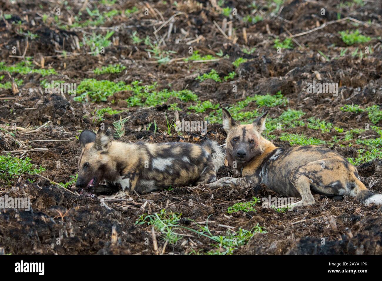 El perro salvaje africano macho alfa (Lycaon pictus), un animal en peligro  de extinción, cortejando y apareándose con el perro hembra alfa, en la  concesión de Jao, vida silvestre Fotografía de stock -