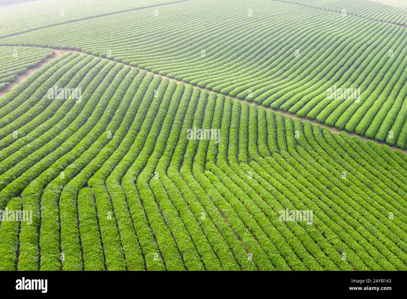 paisaje de plantaciones de té por la mañana Foto de stock