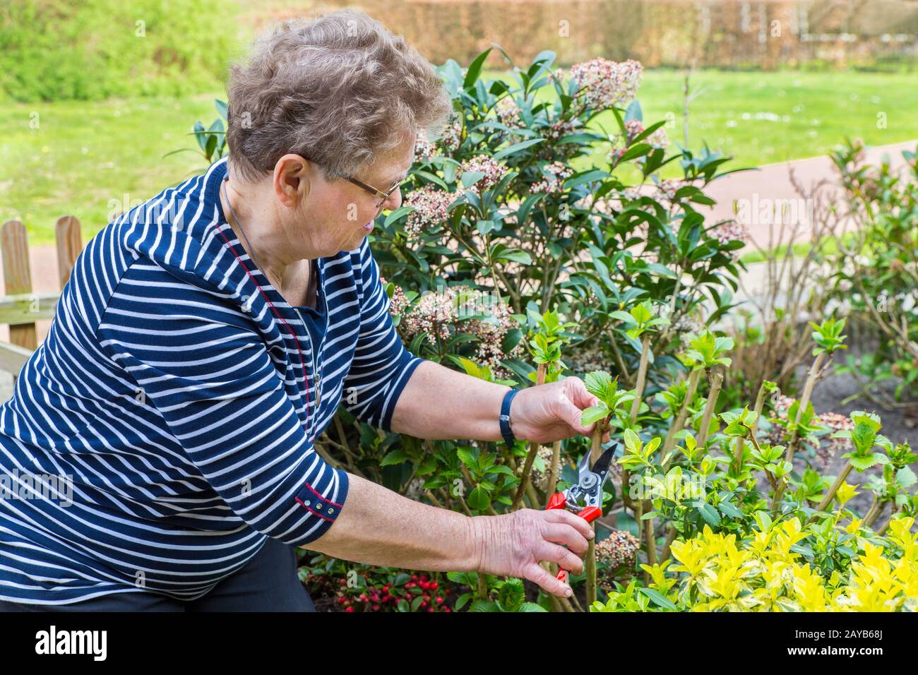 Mujer holandesa de edad avanzada rama de poda de hidrangea Foto de stock