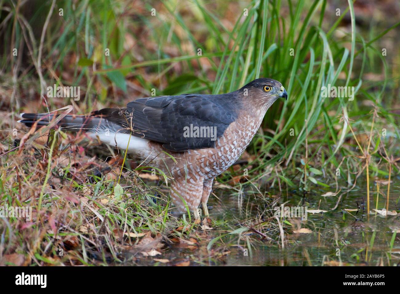 Adulto de Cooper's hawk en el borde del estanque Foto de stock