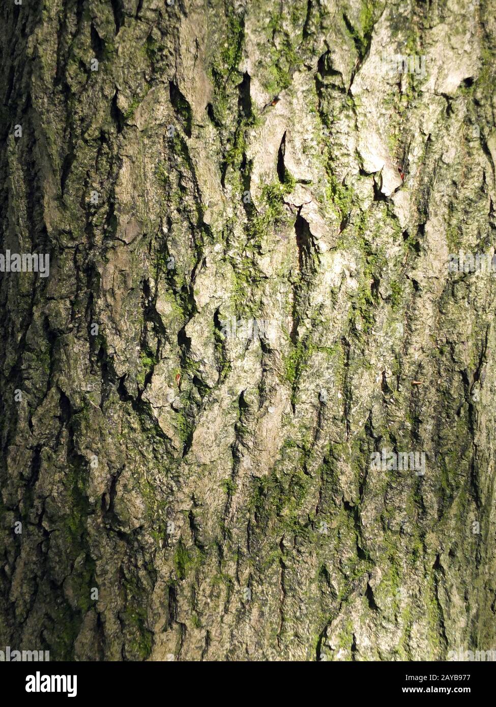 Corteza de tronco de árbol con grietas y moss Fotografía de stock - Alamy