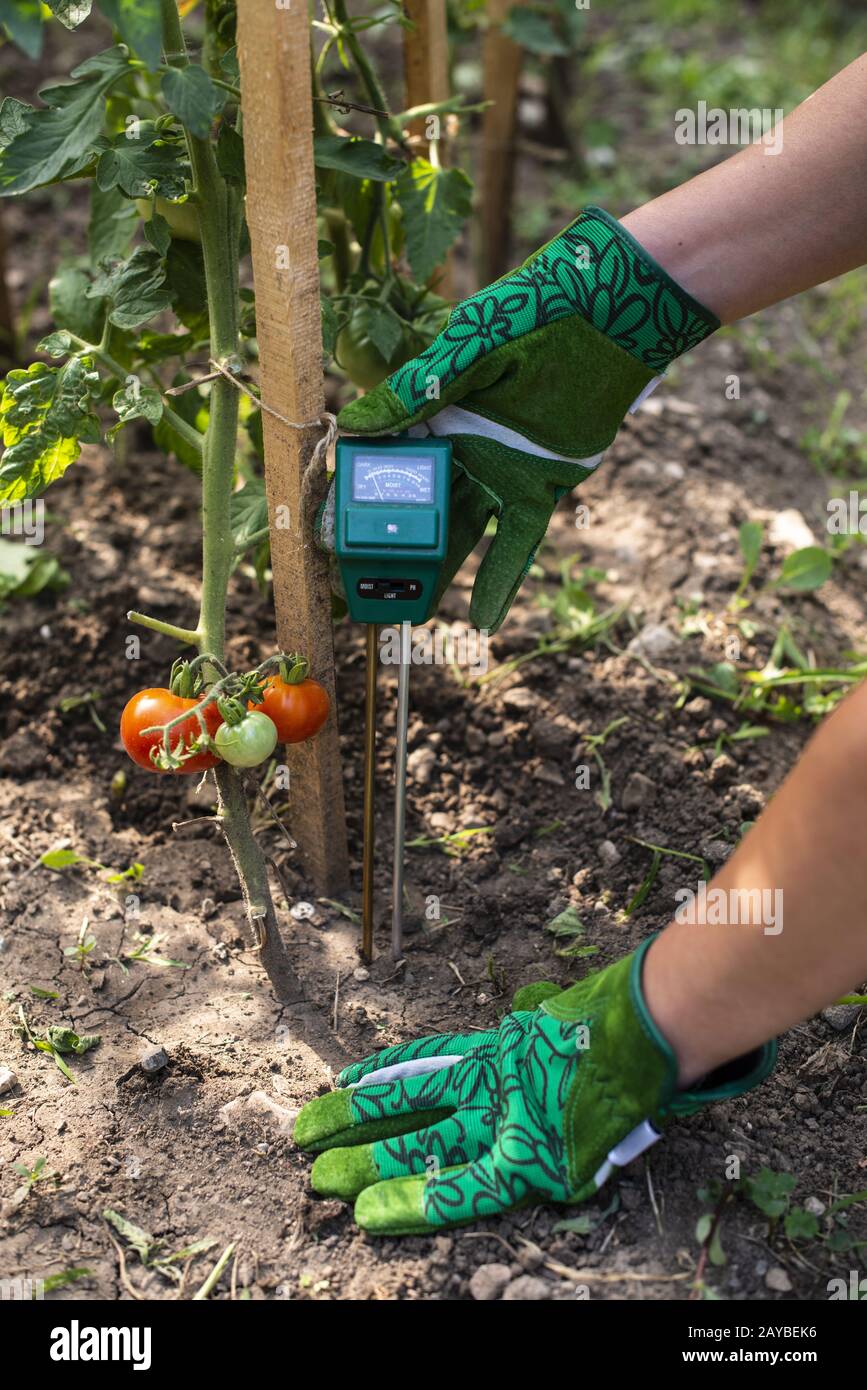 Medidor de humedad en tierra. Mida la humedad del suelo en plantas de  tomate con un dispositivo digital. Mujer campesina en un jardín Fotografía  de stock - Alamy