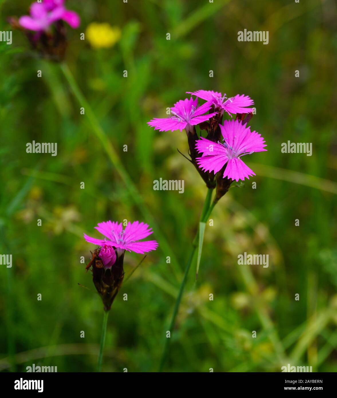 Cartuja rosa, Dianthus cartusianorum, Foto de stock