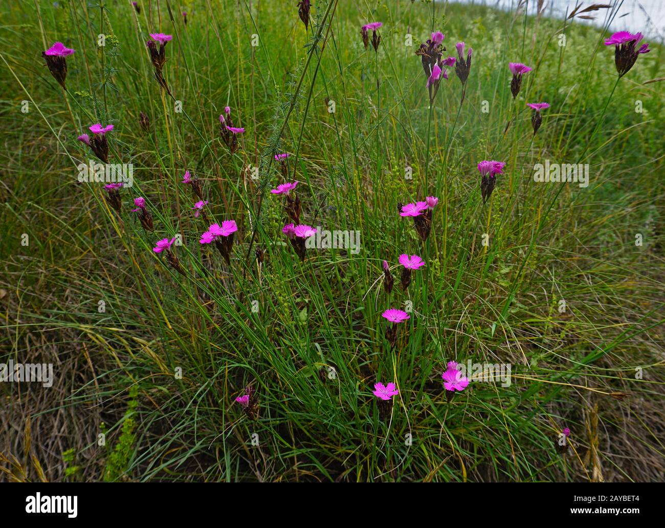 Cartuja rosa, Dianthus cartusianorum, Foto de stock