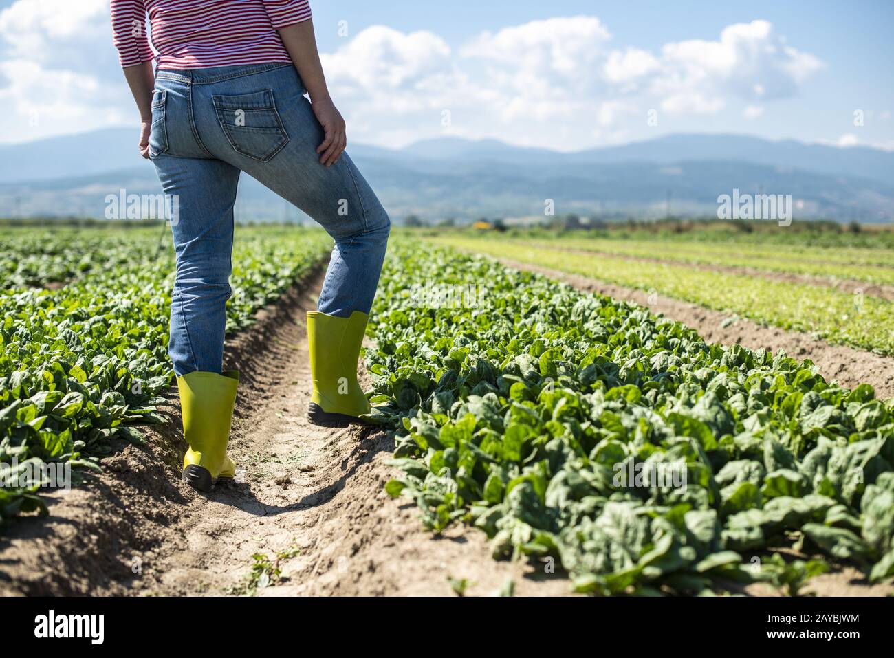 Mujer con botas verdes caminando sobre el campo de las espinacas Fotografía  de stock - Alamy