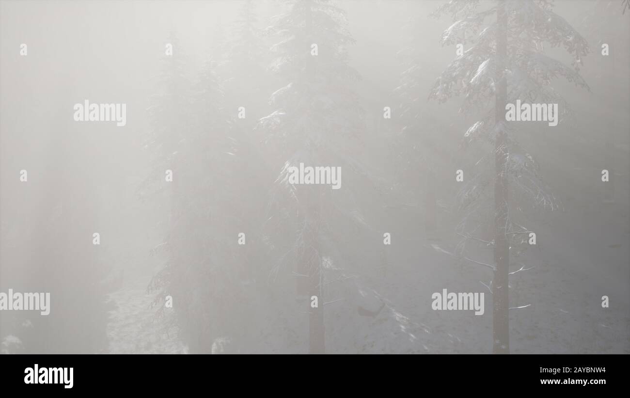 La neblina en un bosque de pinos en las laderas de las montañas Fotografía de stock Alamy