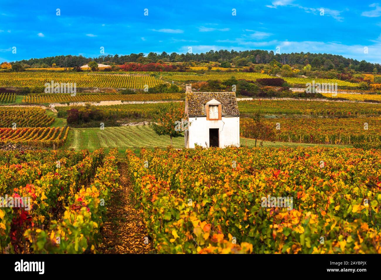 Viñedos en la temporada de otoño, Borgoña, Francia Foto de stock