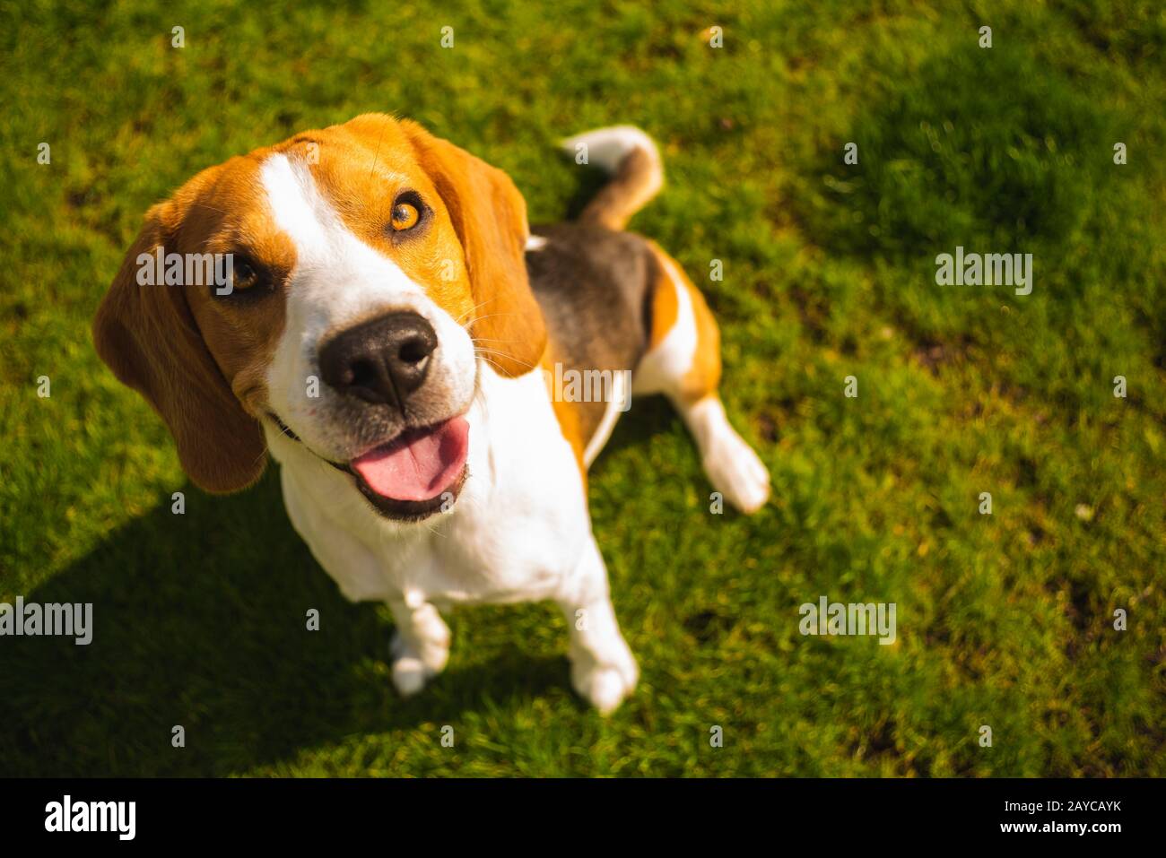 Elegante y lindo perro beagle en el parque sobre hierba verde Fotografía de  stock - Alamy