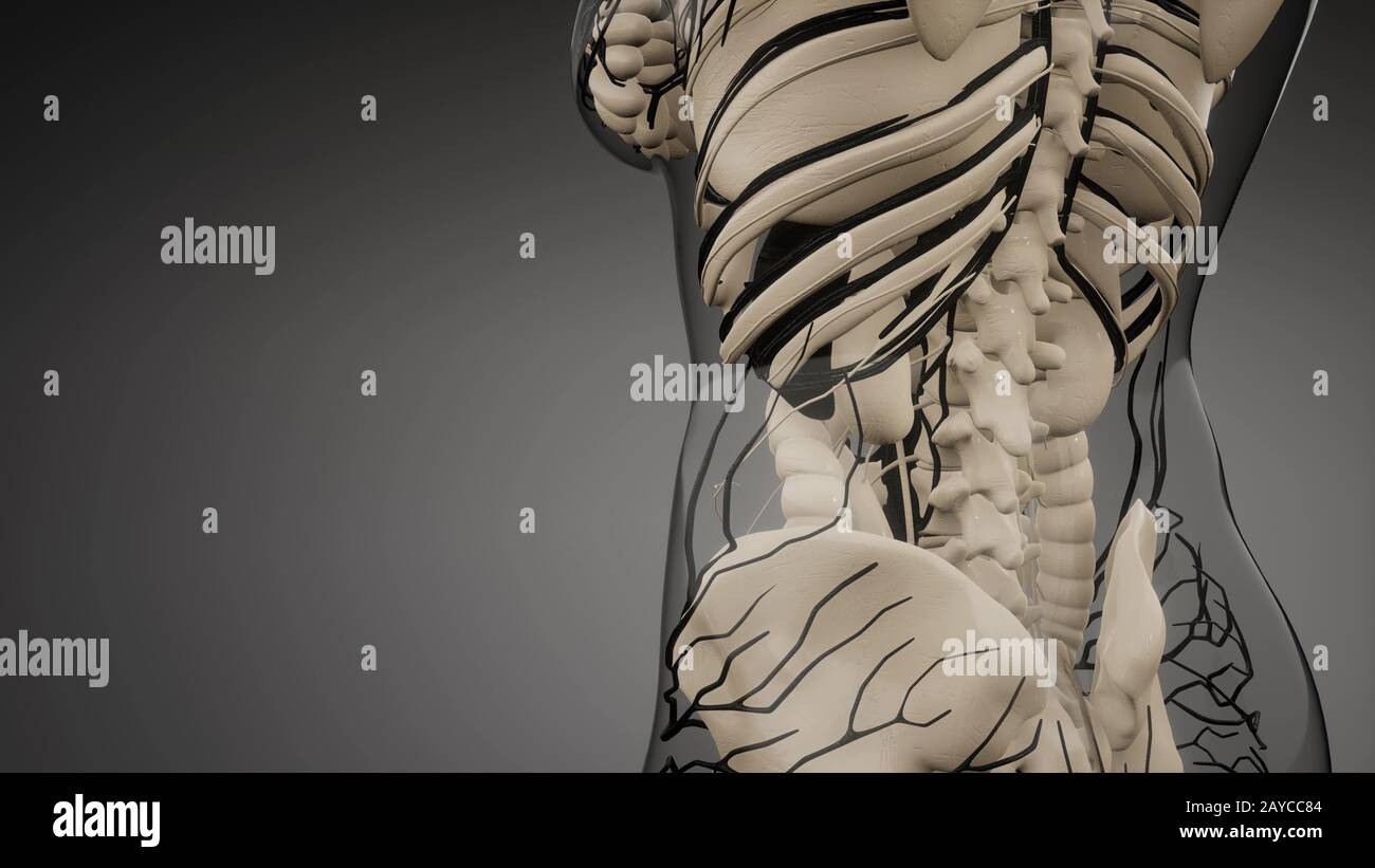 Los vasos sanguíneos del cuerpo humano Fotografía de stock Alamy