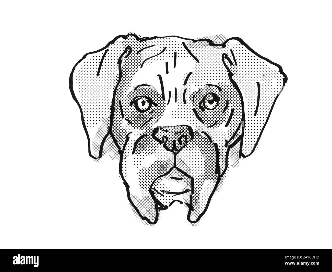 Dibujo retro de dibujos con dibujos animados con diseño de perro de boxer  Fotografía de stock - Alamy