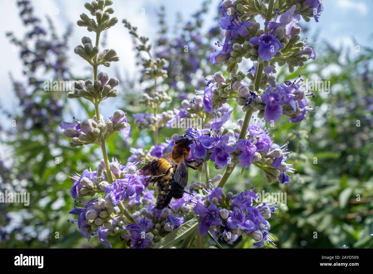 Tipos de lavanda fotografías e imágenes de alta resolución - Alamy