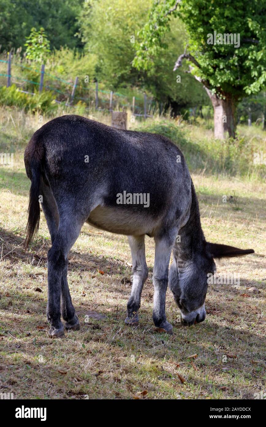 burro Foto de stock