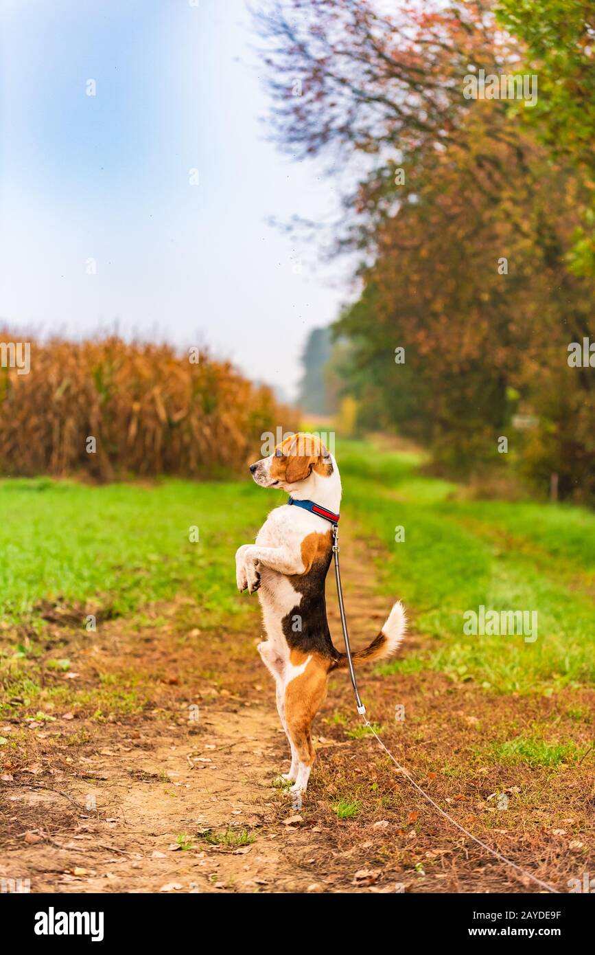 Gracioso perro beagle de pie sobre dos patas observando los alrededores. Perro en medio rural Foto de stock