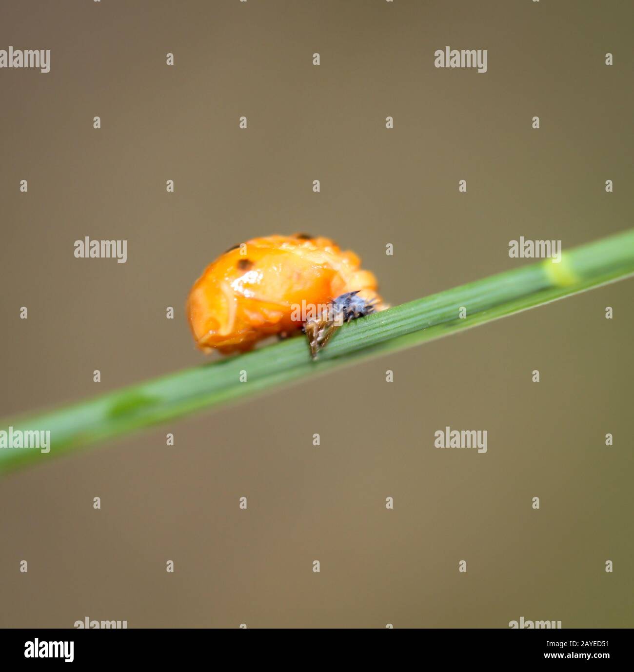 Macro de una larva de una mariquita en una hoja de hierba Foto de stock