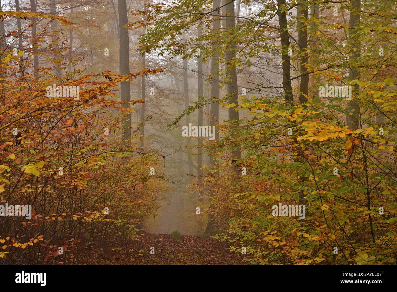 Bosque de otoño con niebla de noviembre Foto de stock