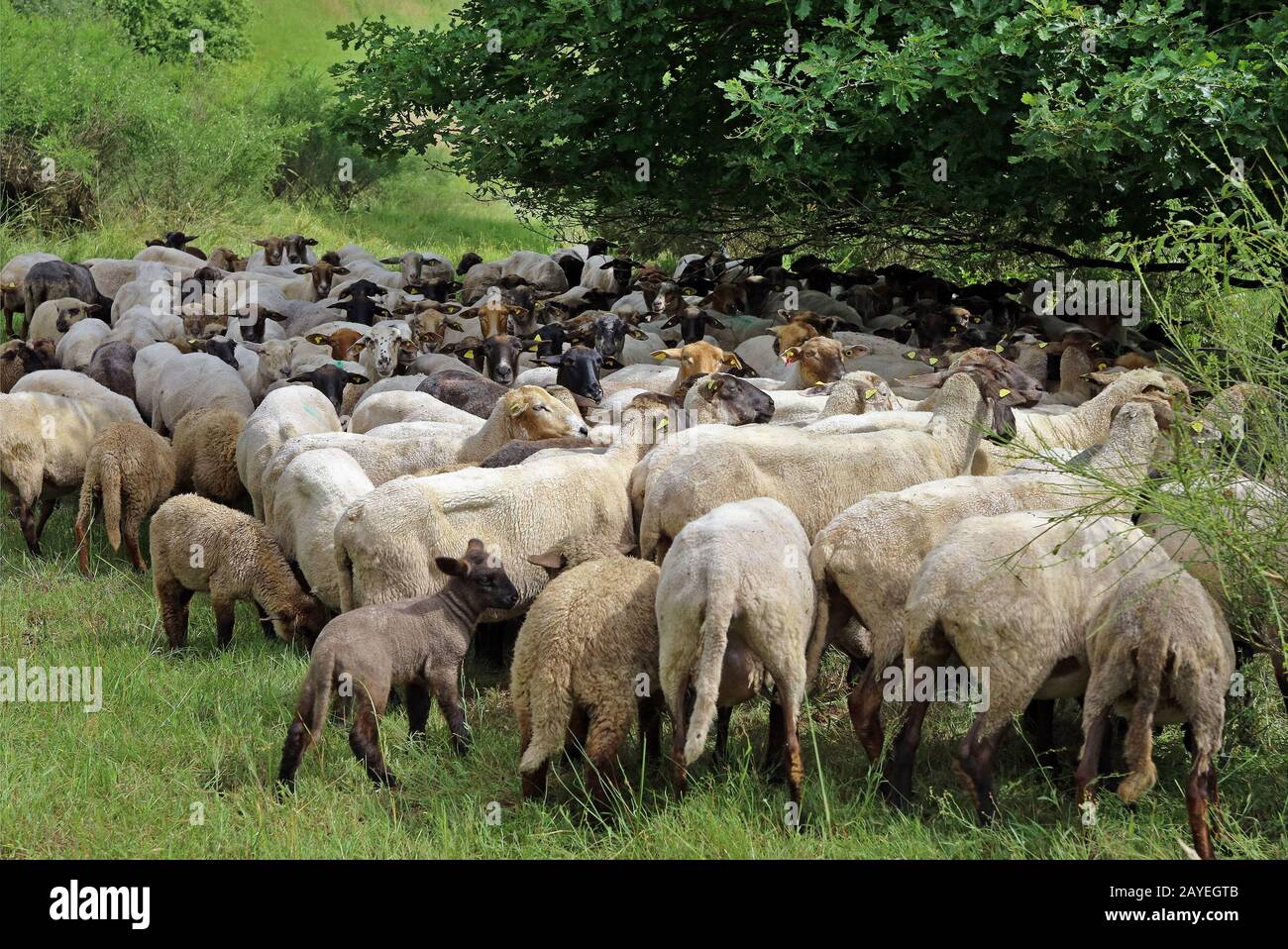 rebaño de ovejas Foto de stock