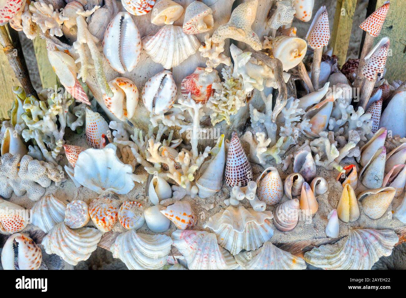 Conchas y corales Raja Ampat Indonesia Foto de stock